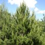 Pinus nigra 'Nigra'